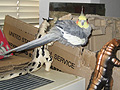 pipi02090701.jpg
